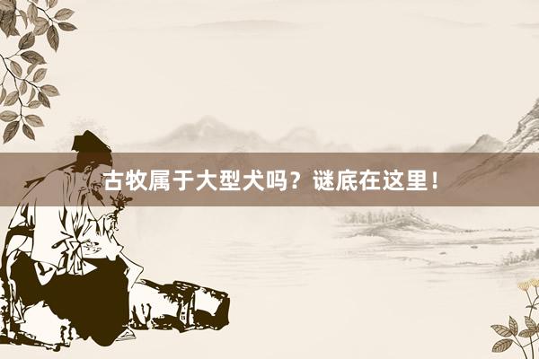 古牧属于大型犬吗？谜底在这里！